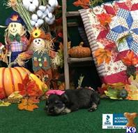miniature schnauzer puppy posted by Rhonda Wallace